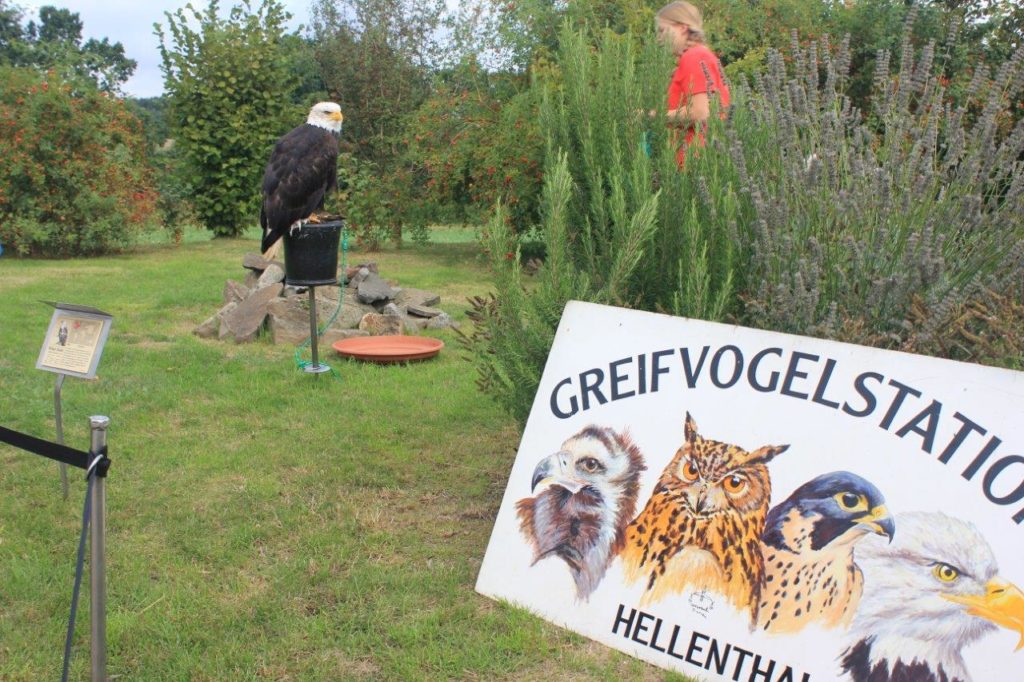 Besuch aus der Greifvogelstation Hellenthal