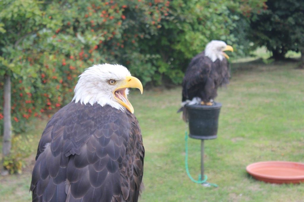 Weißkopfseeadler aus der Greifvogelstation Hellenthal